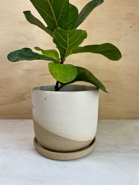 Angled Oatmeal Planter